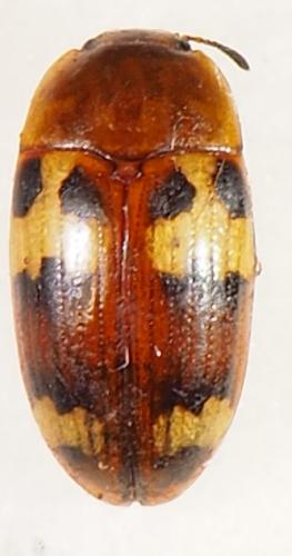 Mycotretus sp.